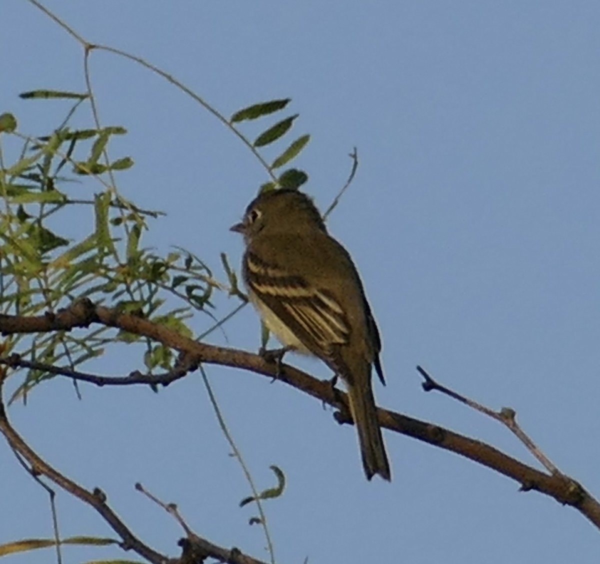 Least Flycatcher - ML258844131