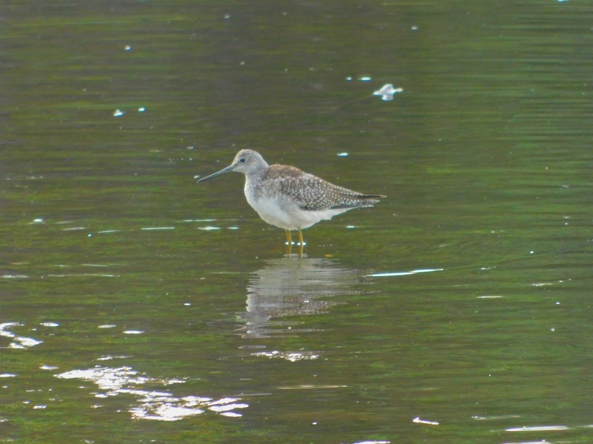 Greater Yellowlegs - ML258844831