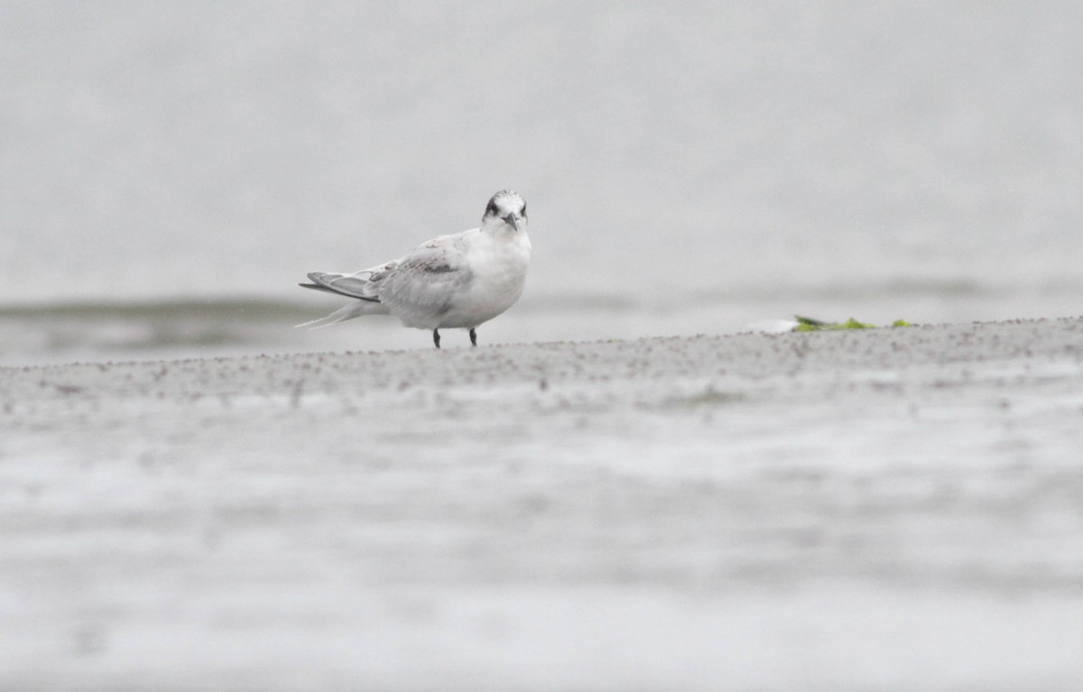 Roseate Tern - ML258845641