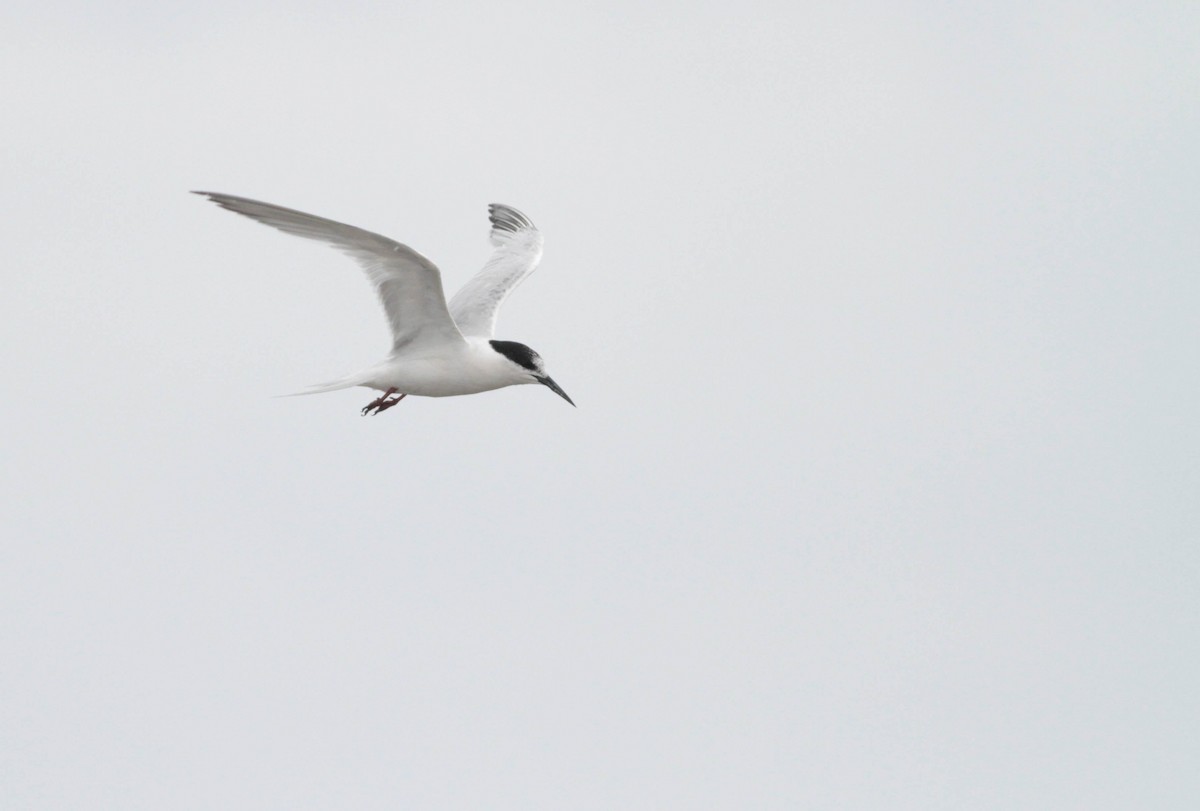 Roseate Tern - ML258845651