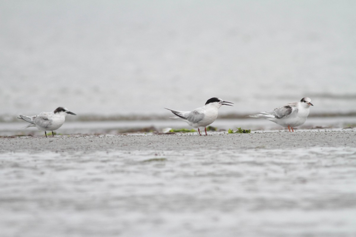 Roseate Tern - ML258845671