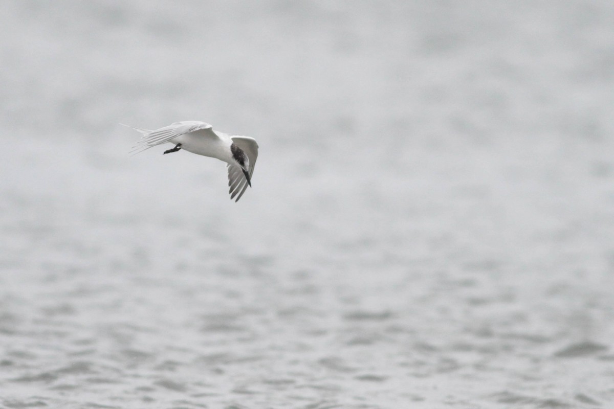 Roseate Tern - ML258845891