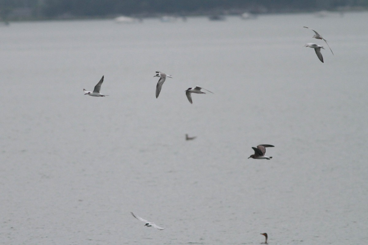 Forster's Tern - Marshall Iliff