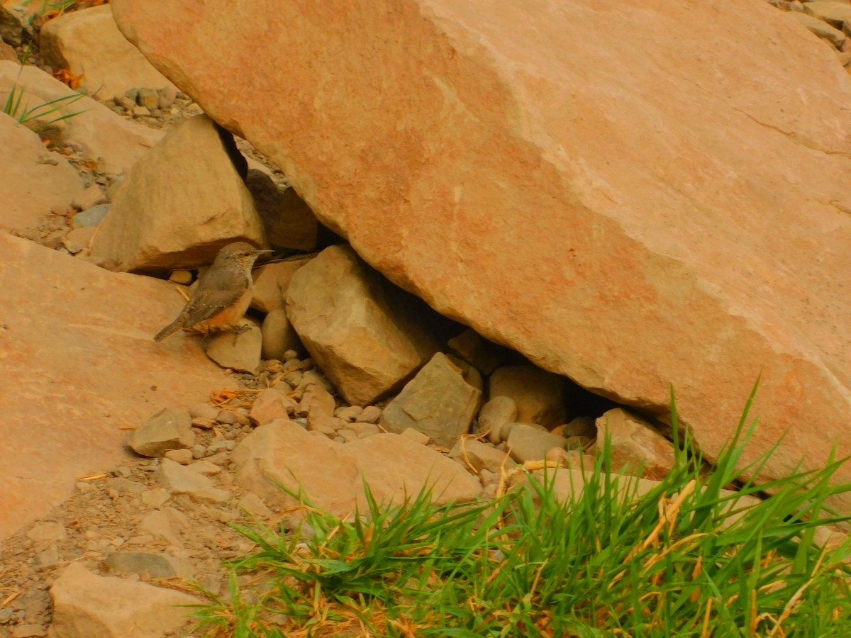 Troglodyte des rochers - ML258847141