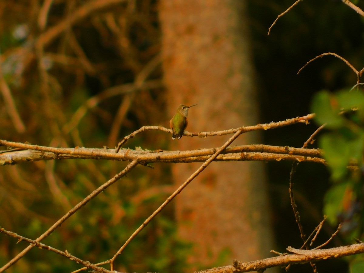 tanımsız Trochilidae sp. - ML258847701