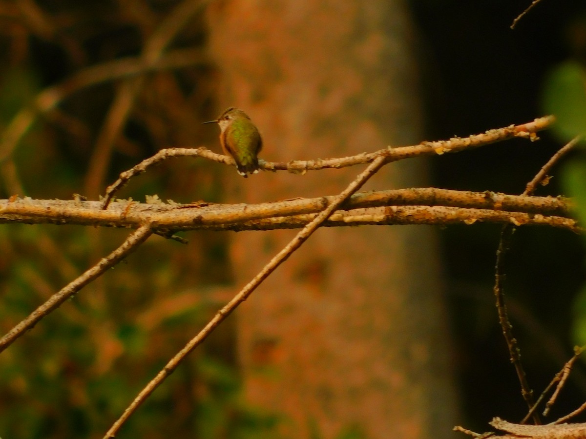 hummingbird sp. - James Lee