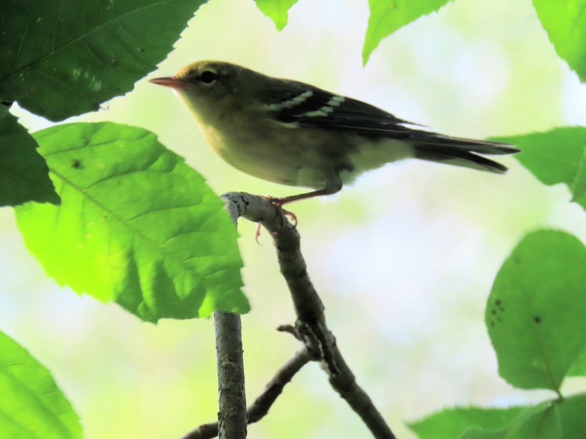 Bay-breasted Warbler - ML258848391