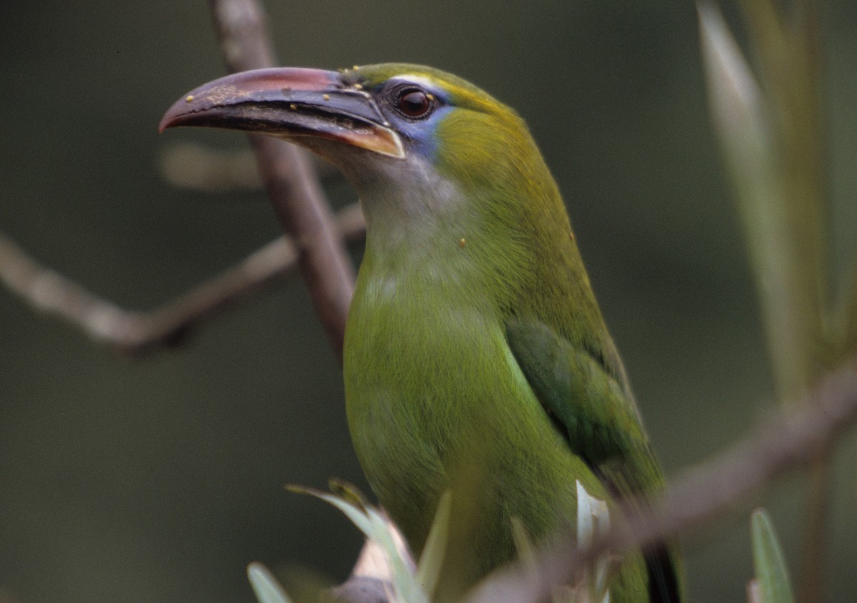 Toucanet à bec sillonné (sulcatus/erythrognathus) - ML258849071