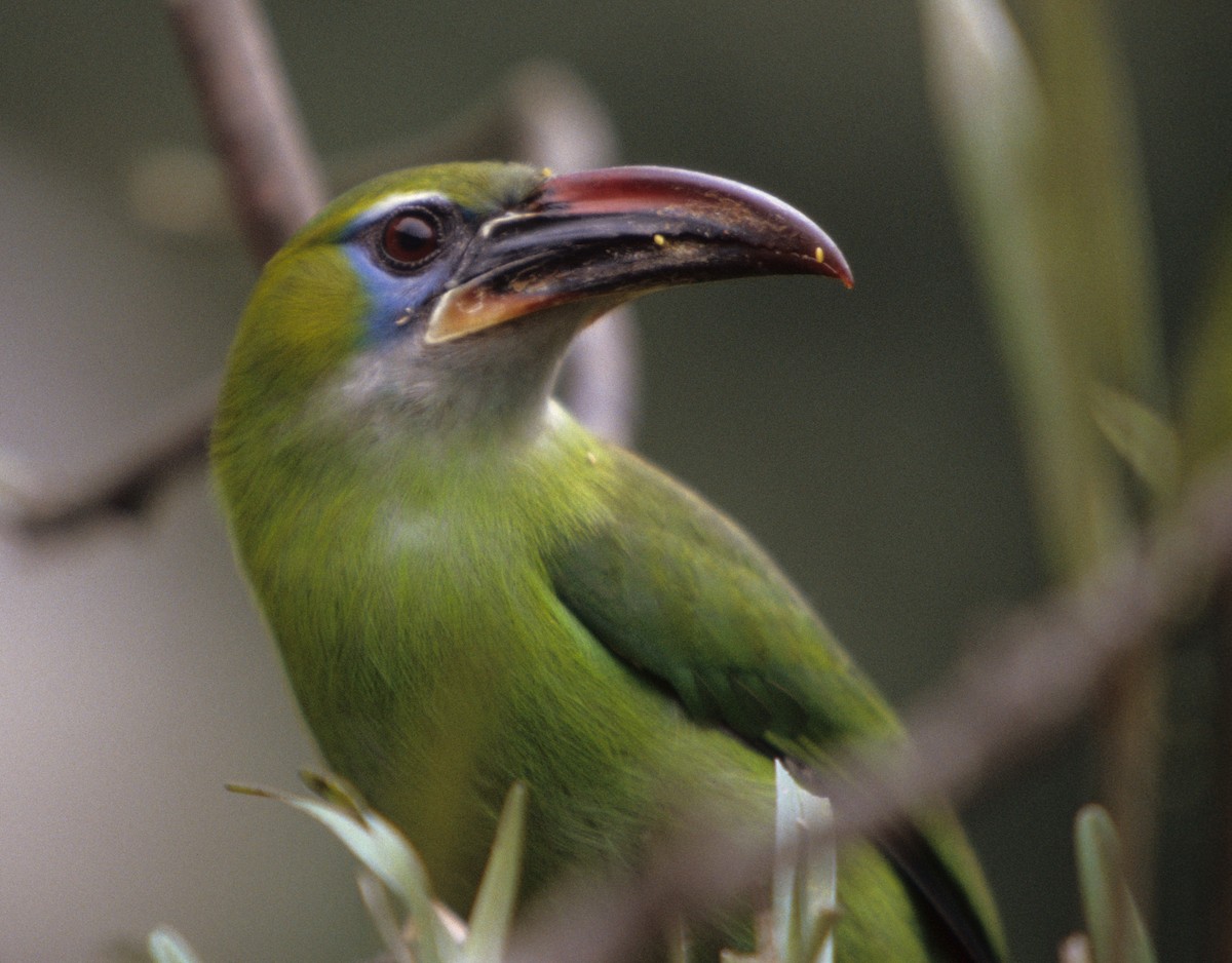 ミネアカミドリチュウハシ（sulcatus／erythrognathus） - ML258849081