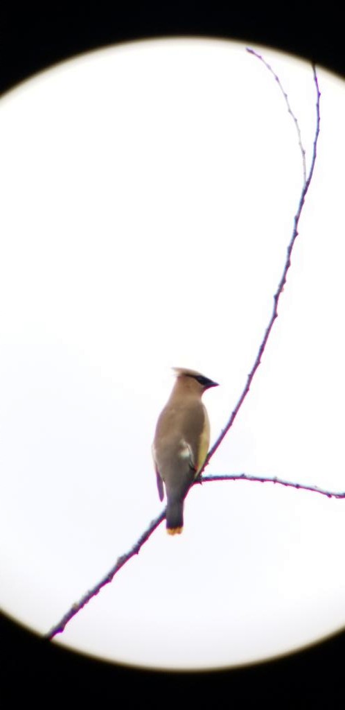 Cedar Waxwing - ML258849111