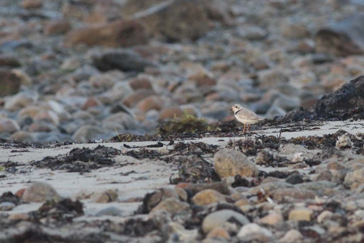 Piping Plover - ML258850081