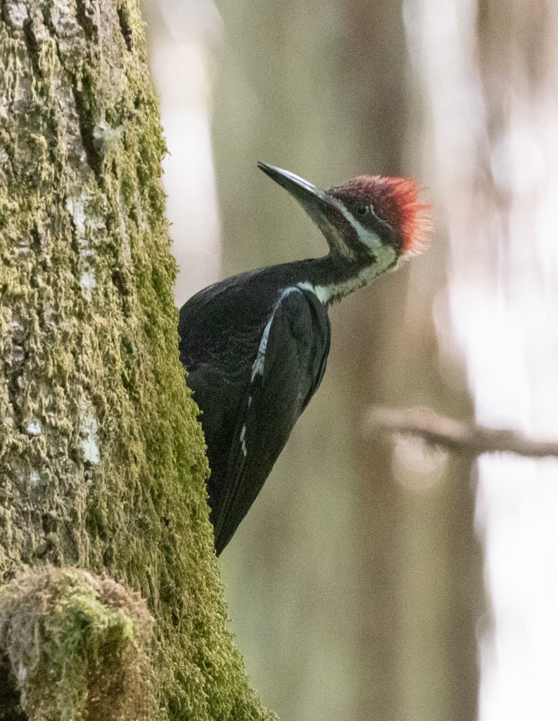 Pileated Woodpecker - Lindy Fung