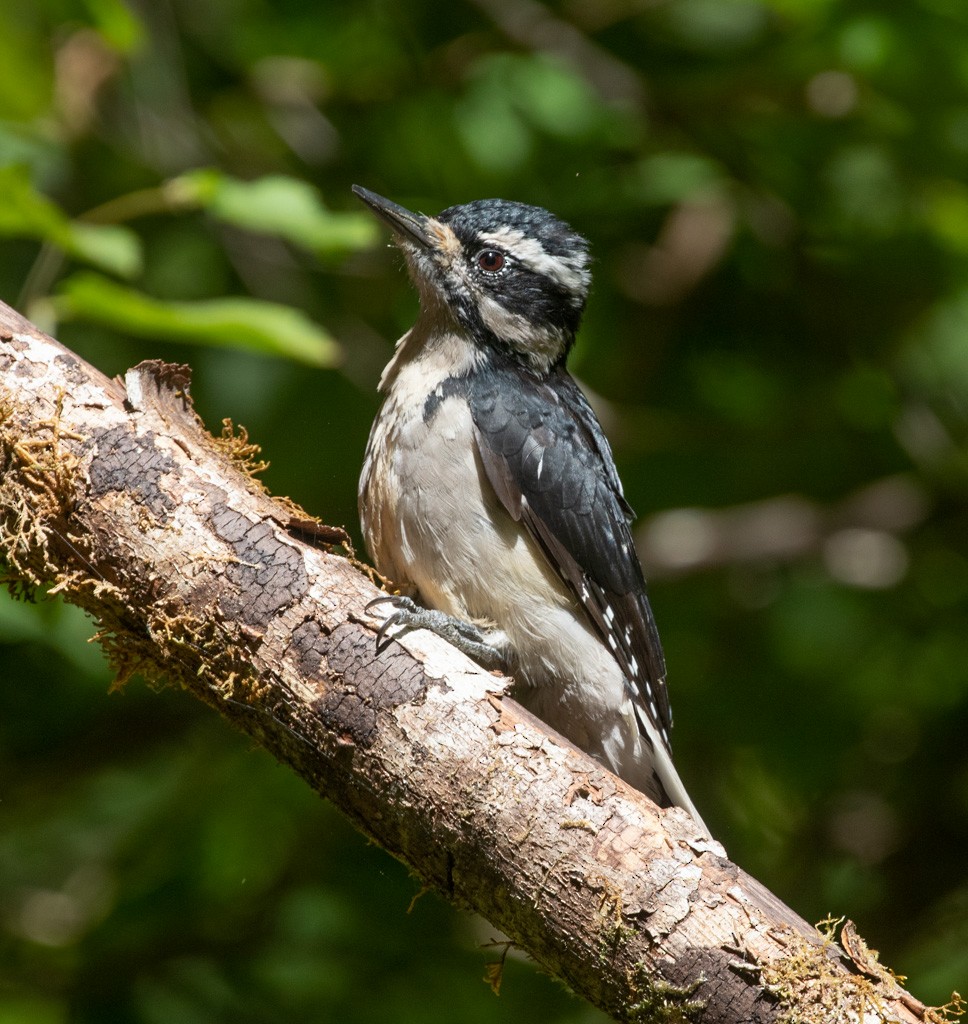 Hairy Woodpecker - ML258850161