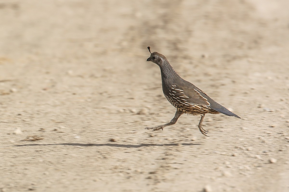 California Quail - ML258851881