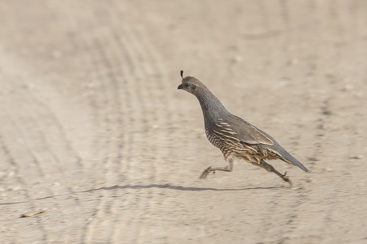 California Quail - ML258851891