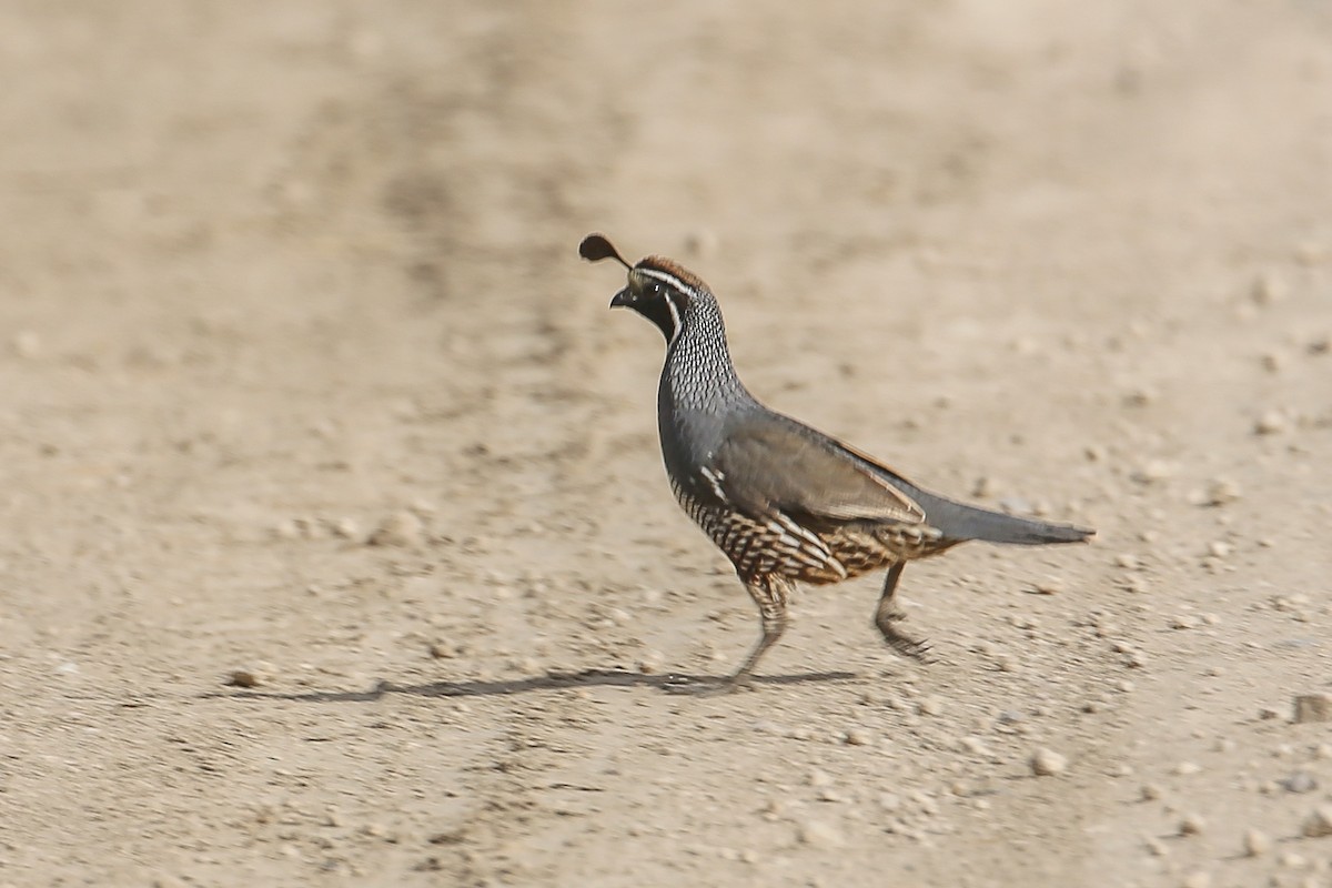 California Quail - Gerardo Marrón