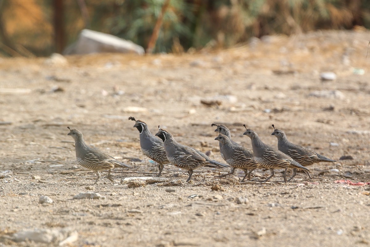 California Quail - ML258851941