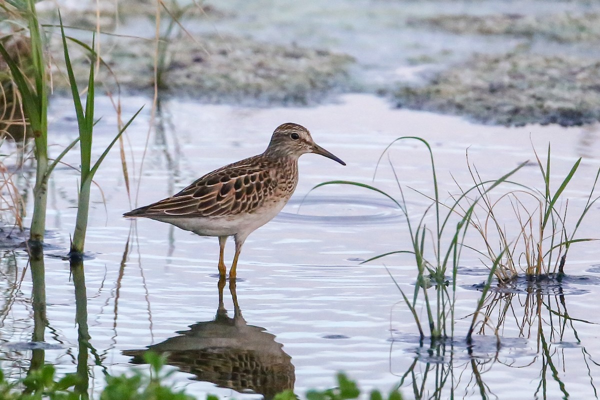 Bécasseau à poitrine cendrée - ML258852201