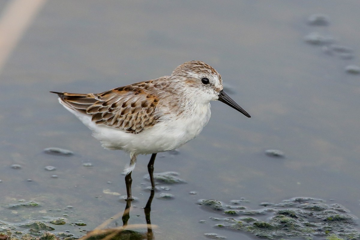 Western Sandpiper - ML258852271