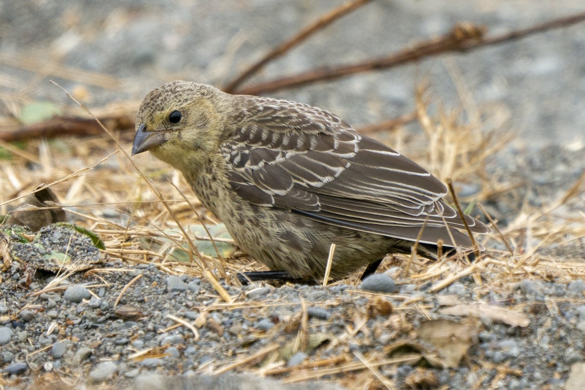 Brown-headed Cowbird - ML258854291