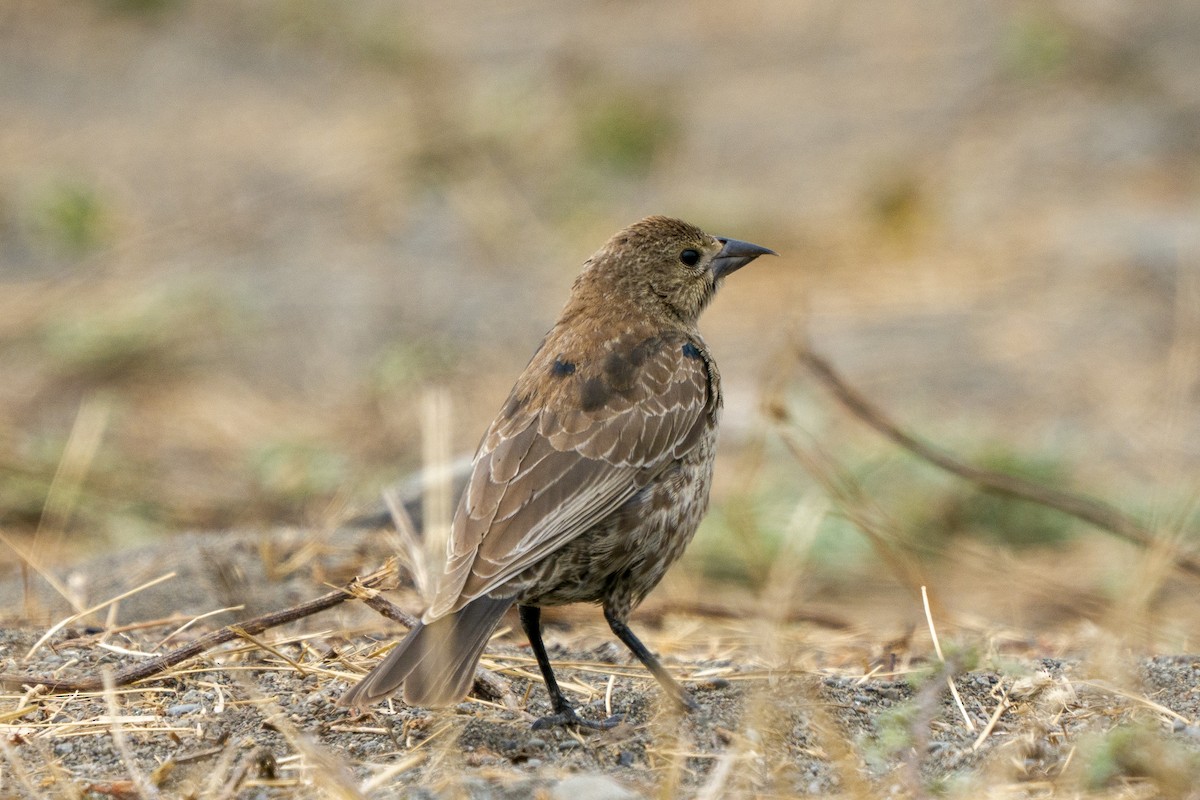 Brown-headed Cowbird - ML258854311