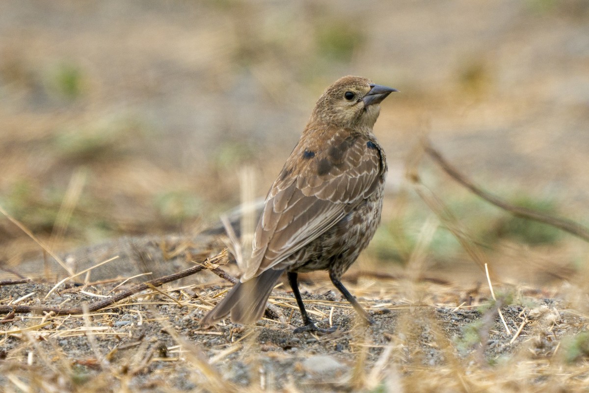 Brown-headed Cowbird - ML258854321