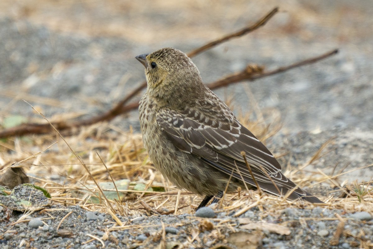 Brown-headed Cowbird - ML258854331