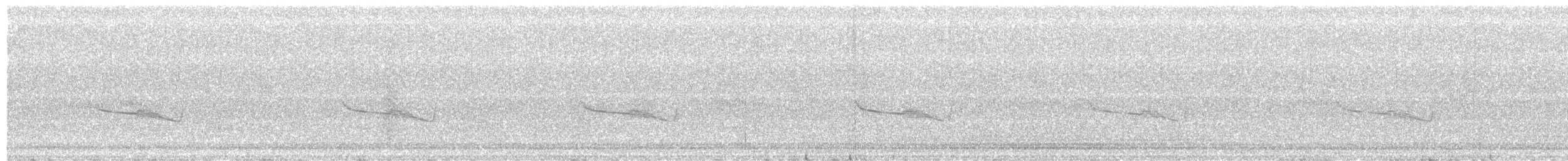 Breitspiegel-Nachtschwalbe (bifasciata/patagonica) - ML258855991
