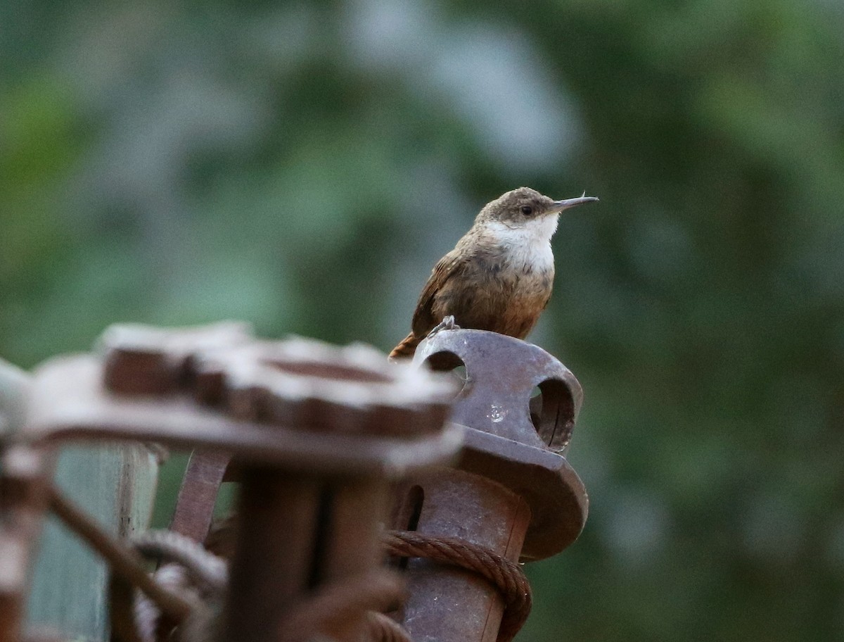 Canyon Wren - ML258856051