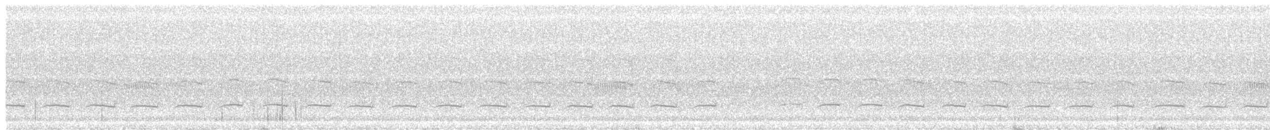 Breitspiegel-Nachtschwalbe (bifasciata/patagonica) - ML258856691