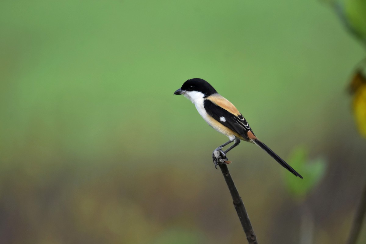 Long-tailed Shrike - ML258857241