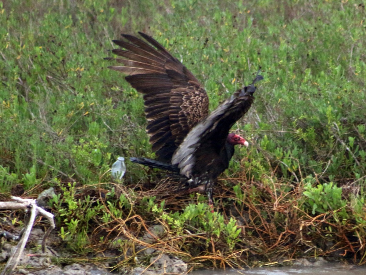 Turkey Vulture - Colin Sumrall