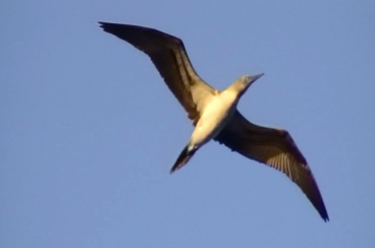 Blue-footed Booby - ML258858271