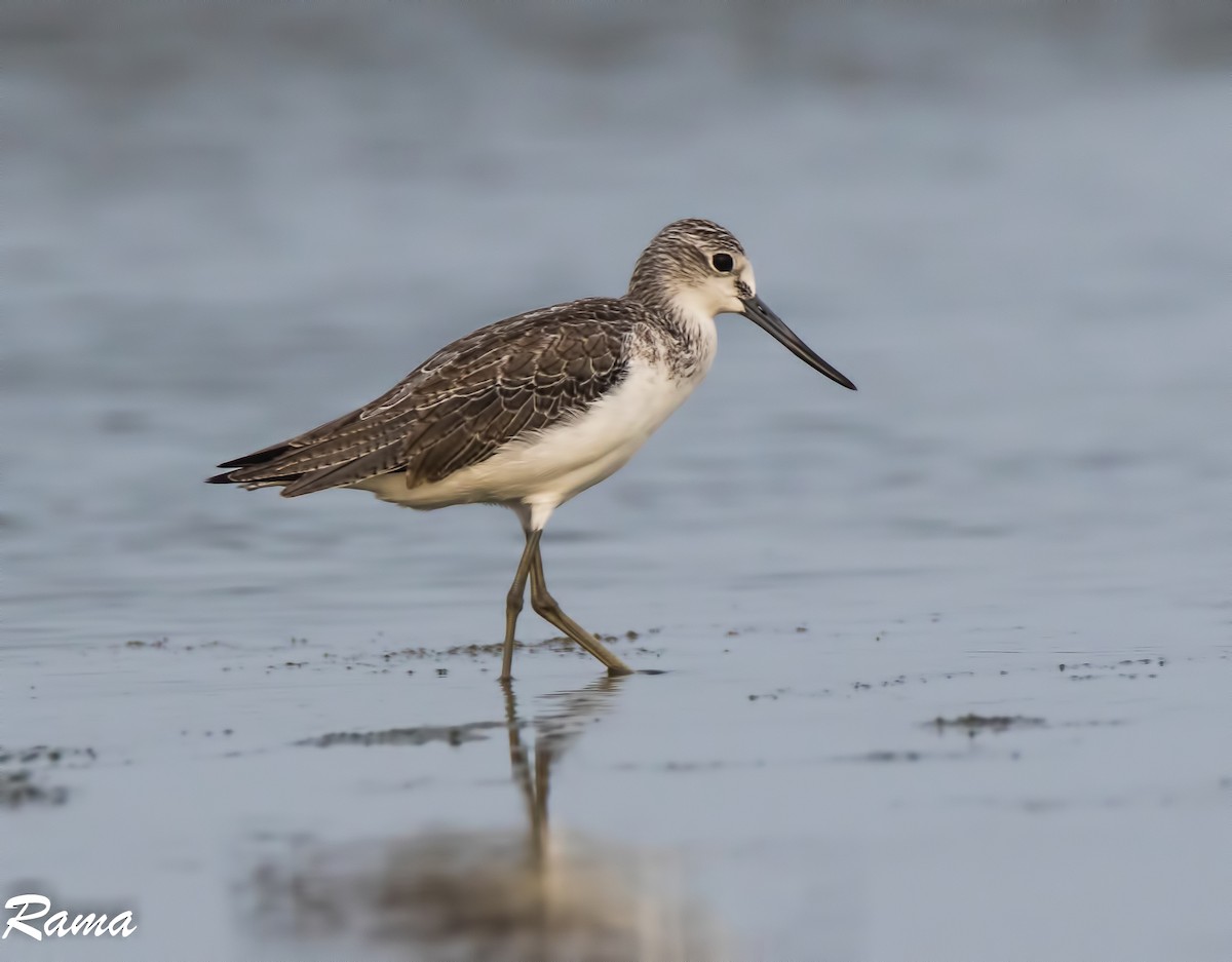 Common Greenshank - ML258858691