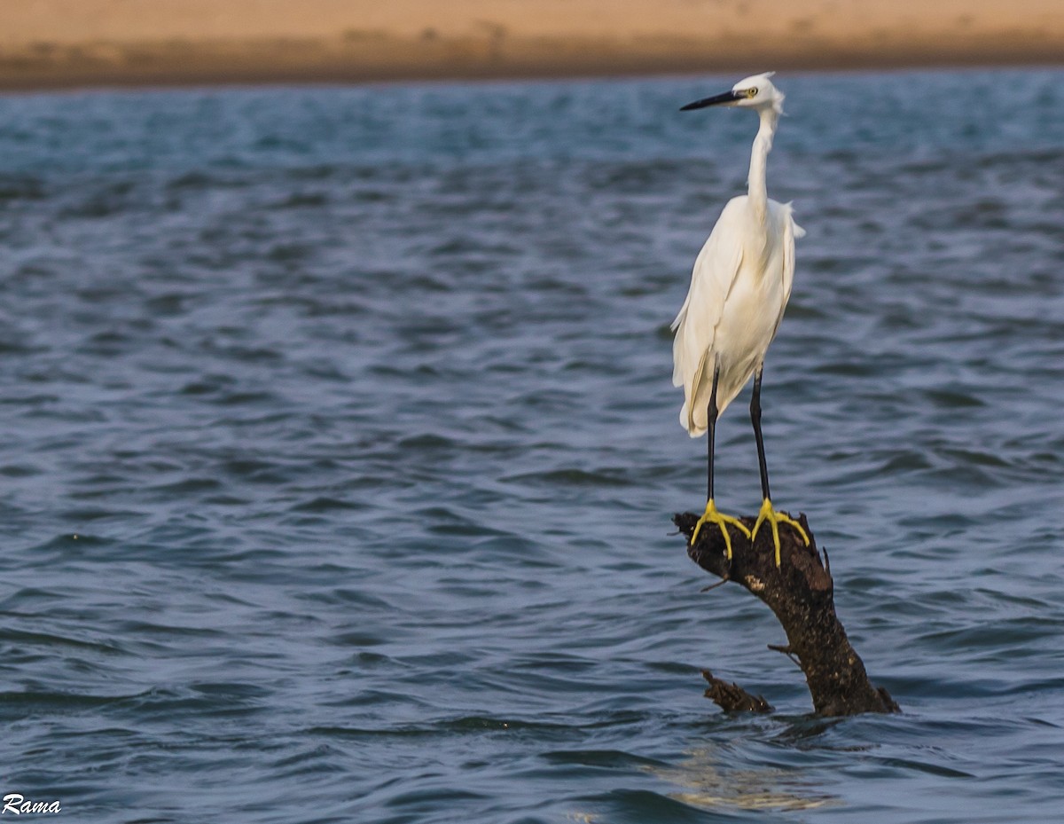 Little Egret - ML258858711