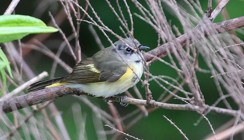 American Redstart - ML258859121
