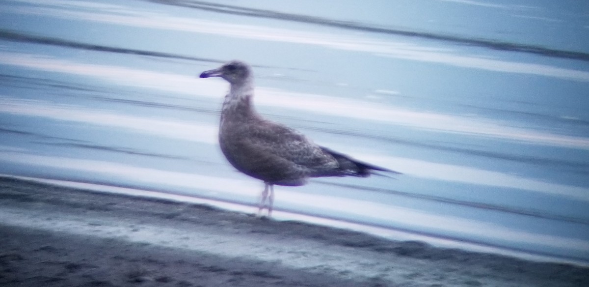 California Gull - ML258862361