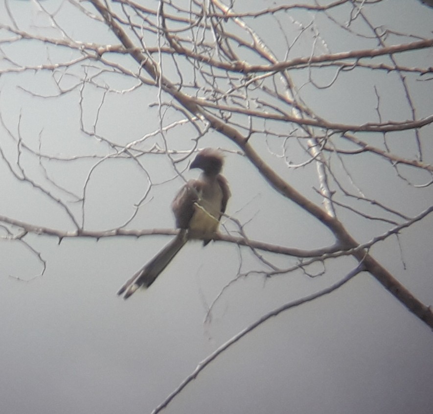 Indienhornvogel - ML258862971
