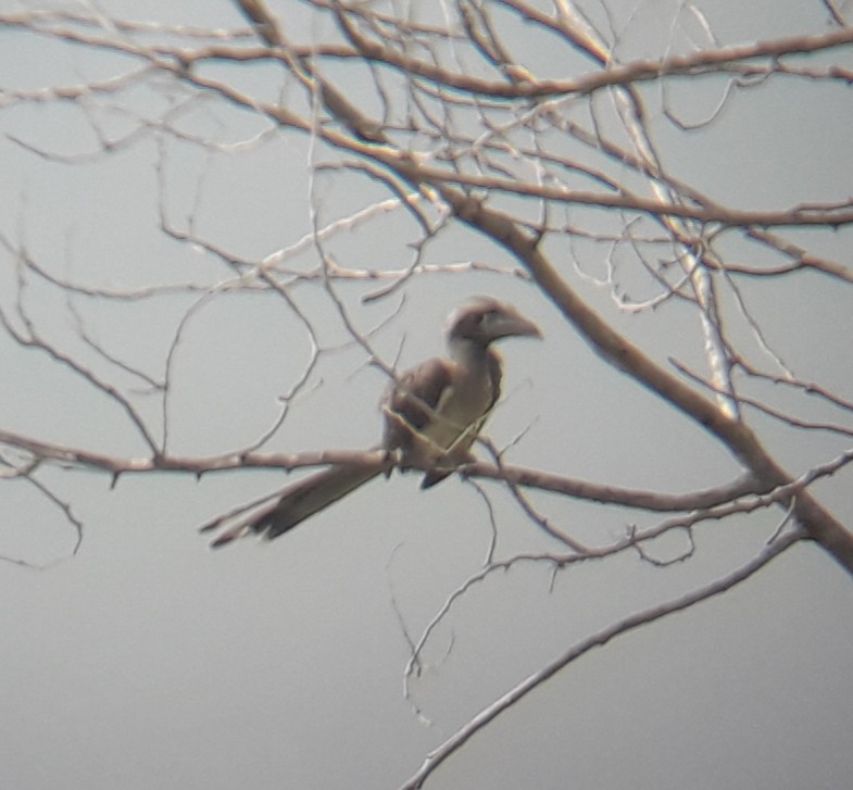 Indienhornvogel - ML258862981