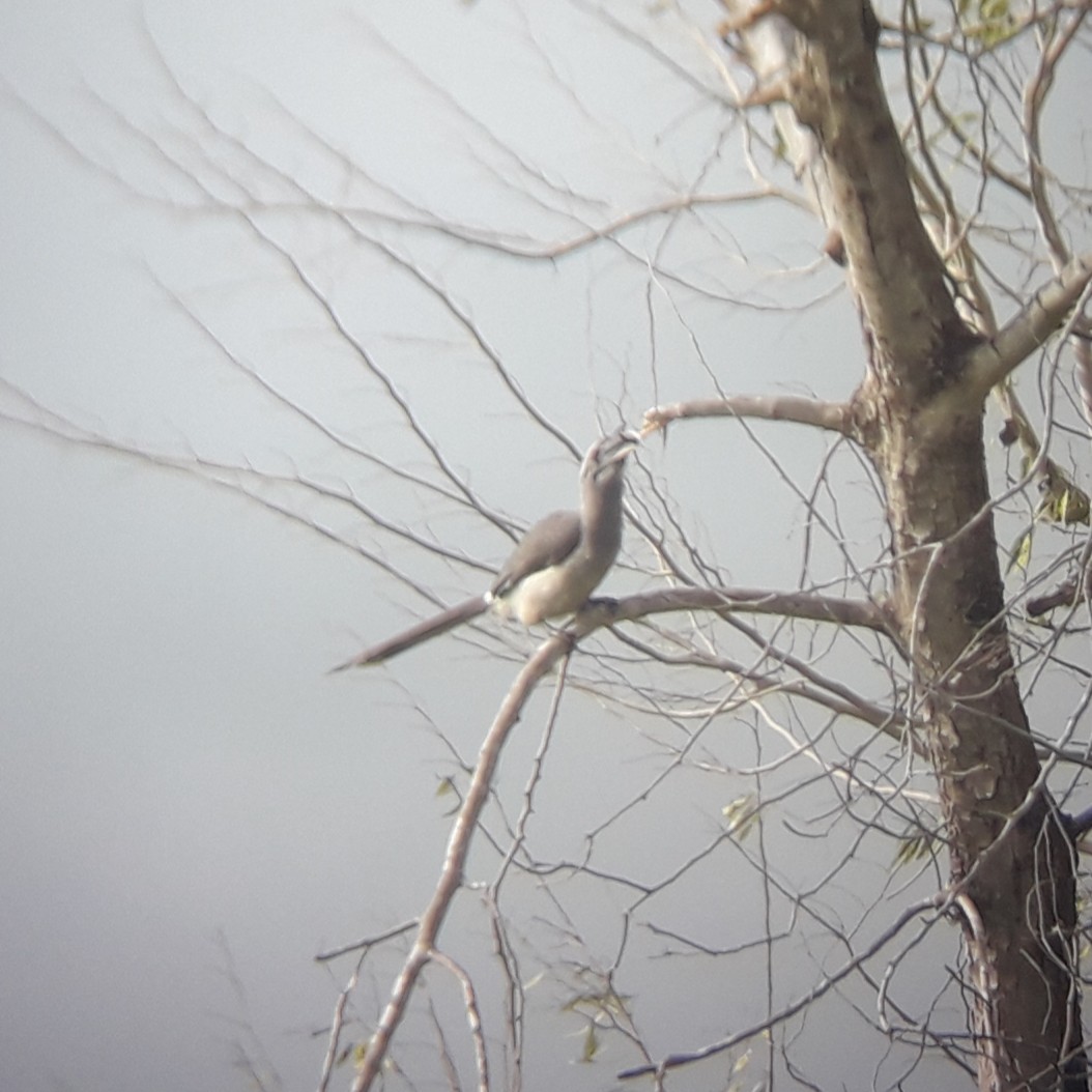 Indienhornvogel - ML258862991