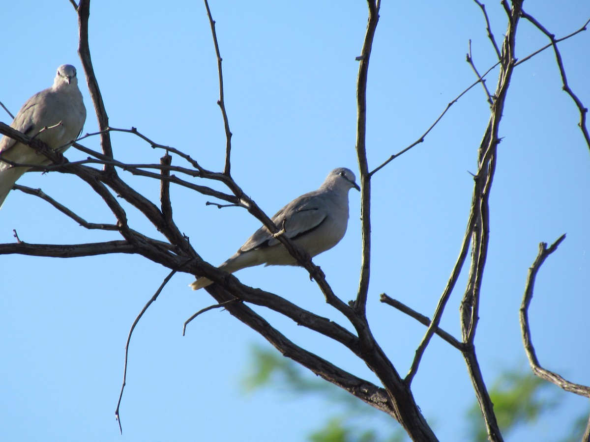 Picui Ground Dove - ML258866021