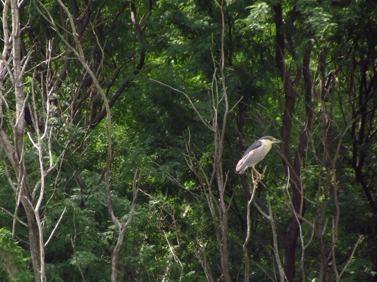 Yellow-crowned/Black-crowned Night Heron - ML258866121