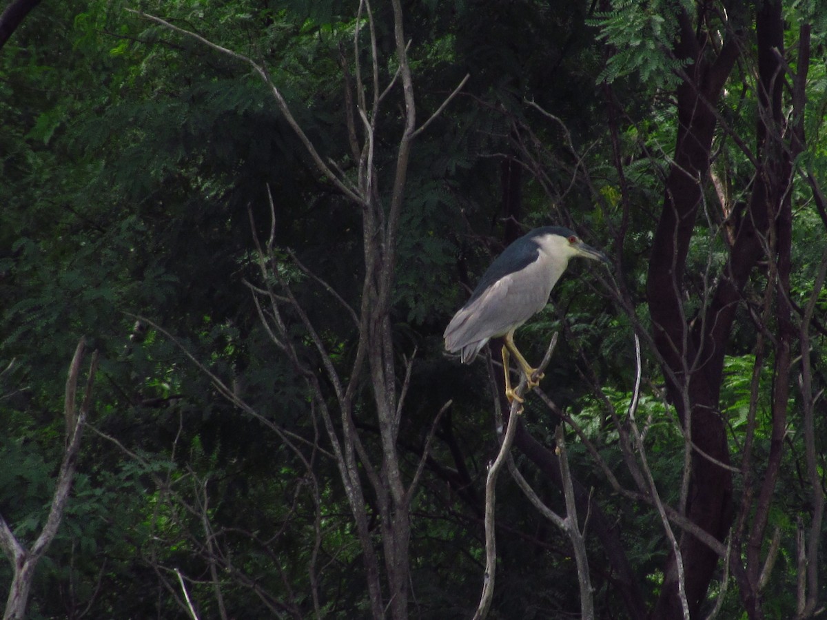 Yellow-crowned/Black-crowned Night Heron - ML258866131