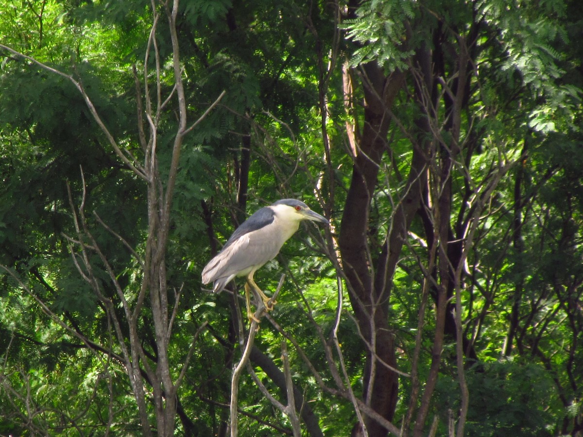 Yellow-crowned/Black-crowned Night Heron - Frederico Martins