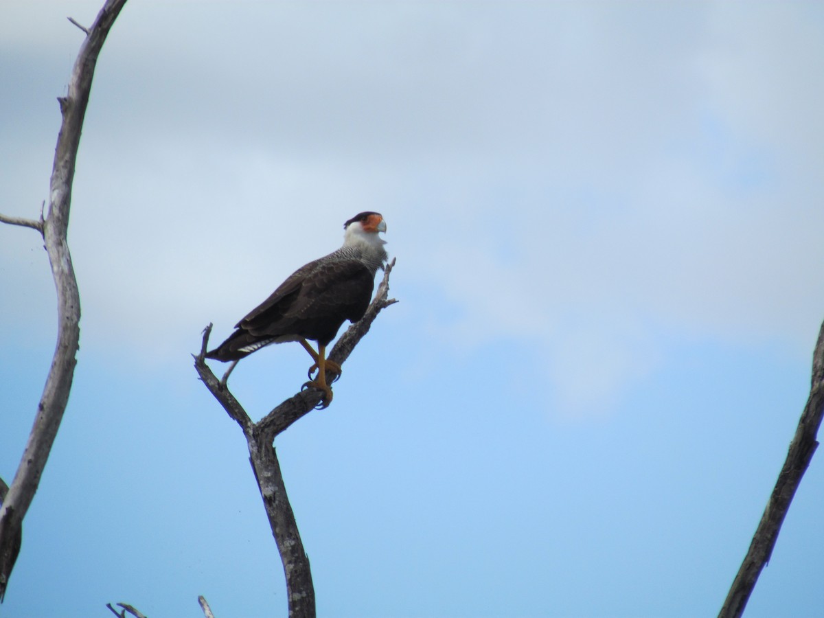 Crested Caracara (Southern) - ML258866151