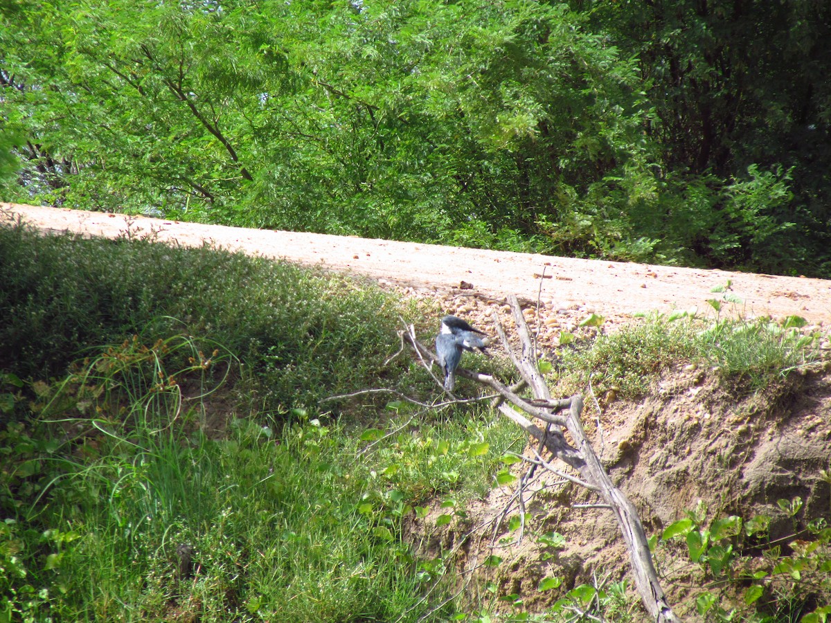 Ringed Kingfisher - ML258866161