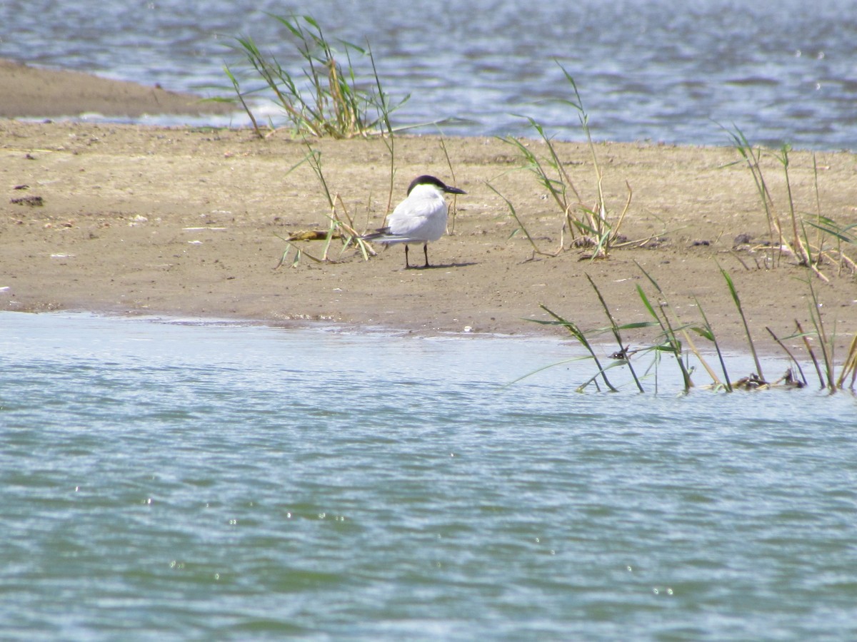 Gull-billed Tern - ML258866171