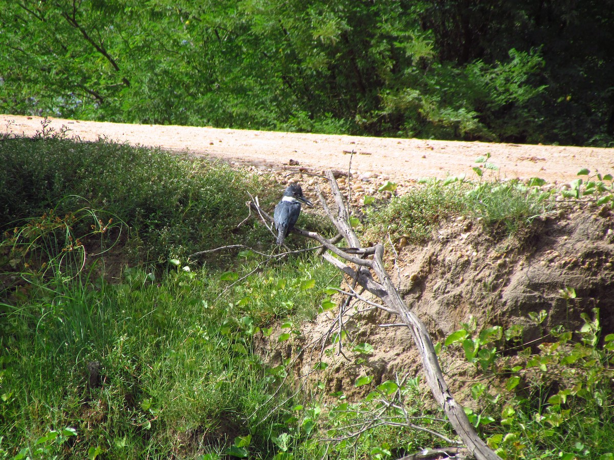 Ringed Kingfisher - ML258866181