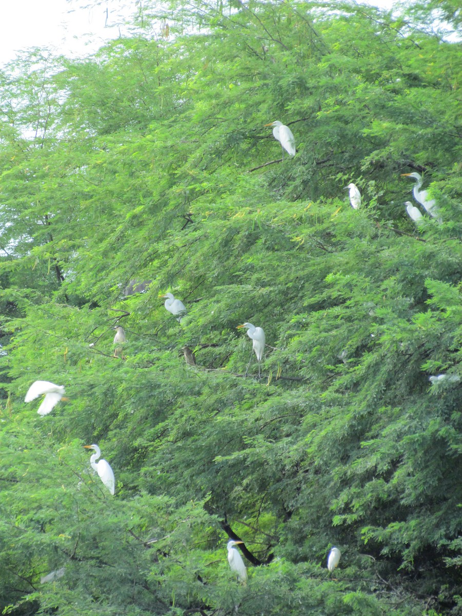 Great Egret - ML258866201