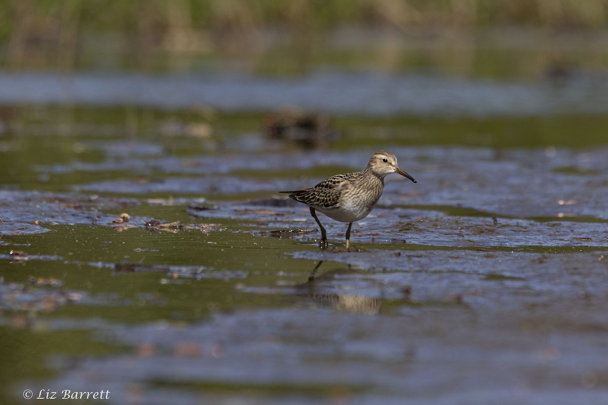 Pectoral Sandpiper - Liz Barrett